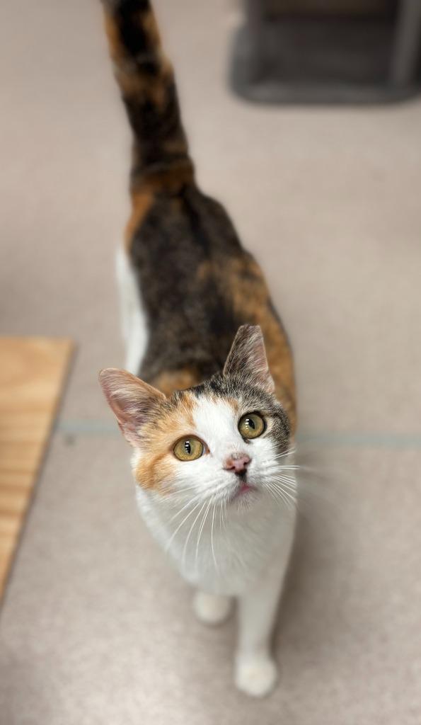 Enlarge Ellie, a Adoptable mixed breed in Madison, GA image 2/3