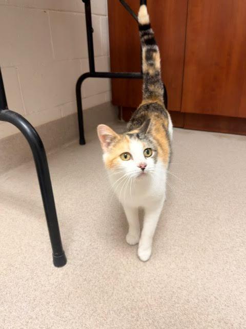 Enlarge Ellie, a Adoptable mixed breed in Madison, GA image 3/3