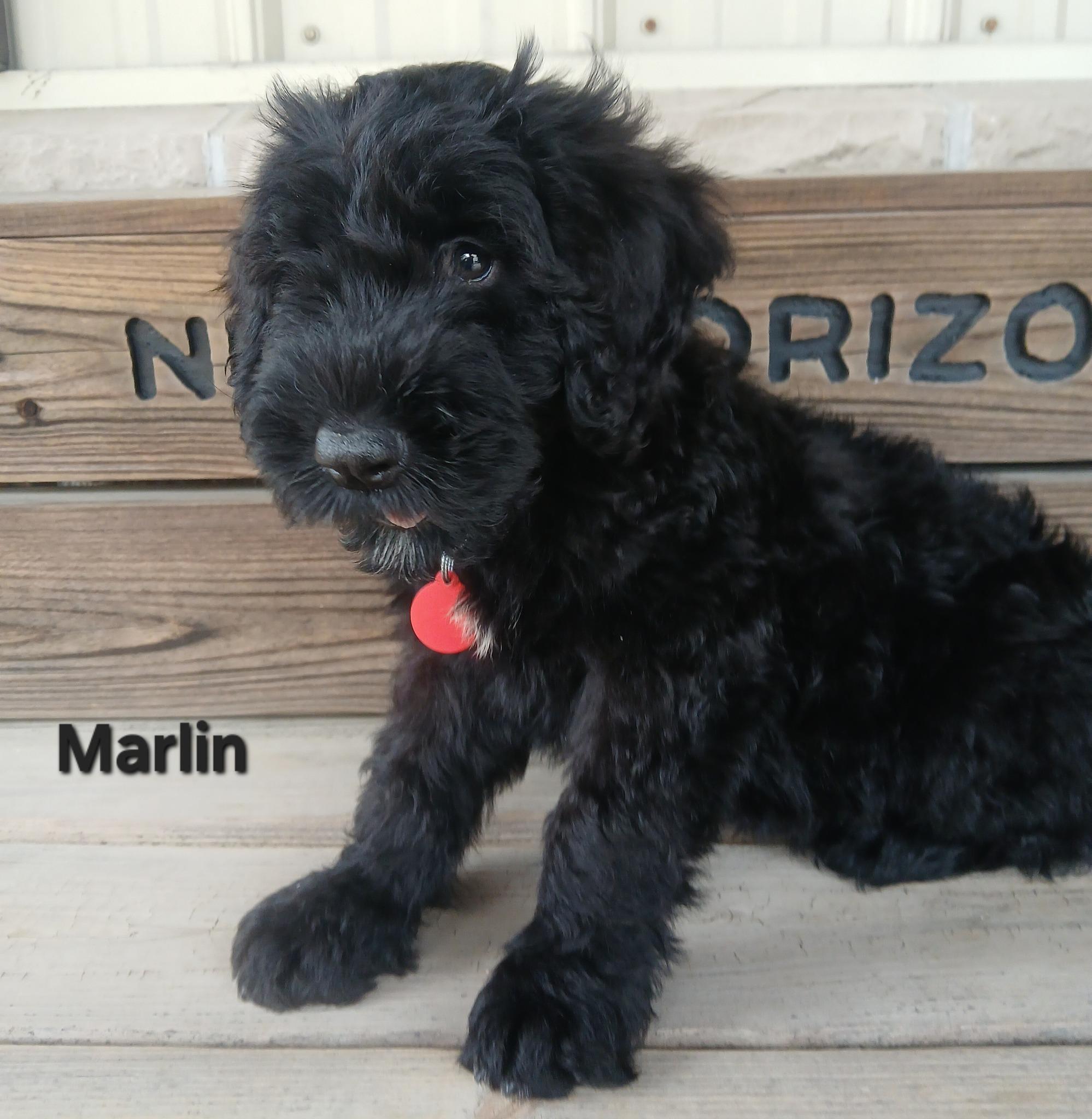 Marlin