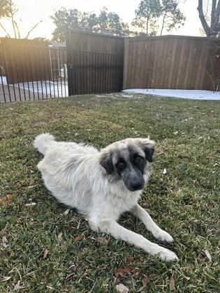 Atlas, Adoptable, Adult Male Anatolian Shepherd & Mixed Breed.