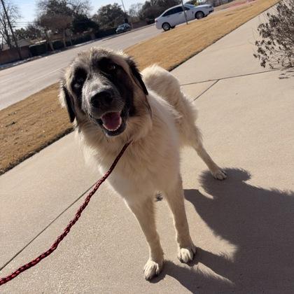 Enlarge Atlas, a Adoptable mixed breed in Farmers Branch, TX image 2/3