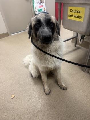 Enlarge Atlas, a Adoptable mixed breed in Farmers Branch, TX image 3/3