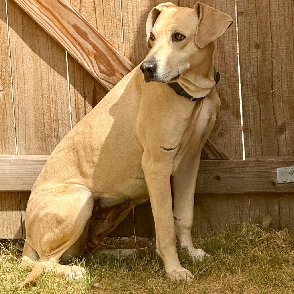 Enlarge Dilly, a Adoptable mixed breed in Midland, TX image 1/3