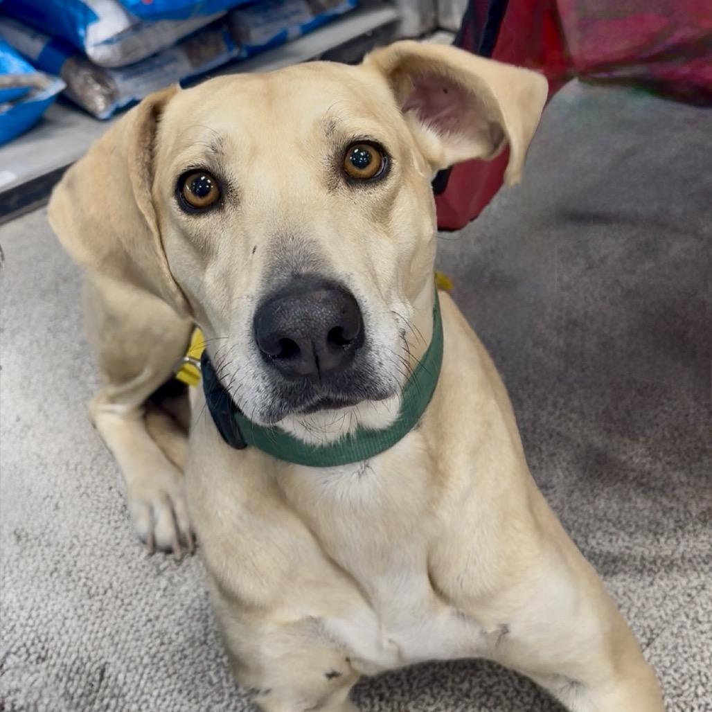 Enlarge Dilly, a Adoptable mixed breed in Midland, TX image 2/3