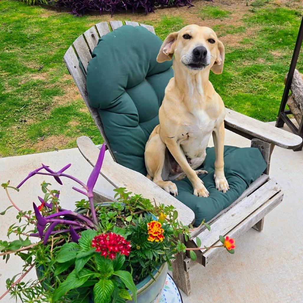 Dilly, a Adoptable mixed breed in Midland, TX image 3/4