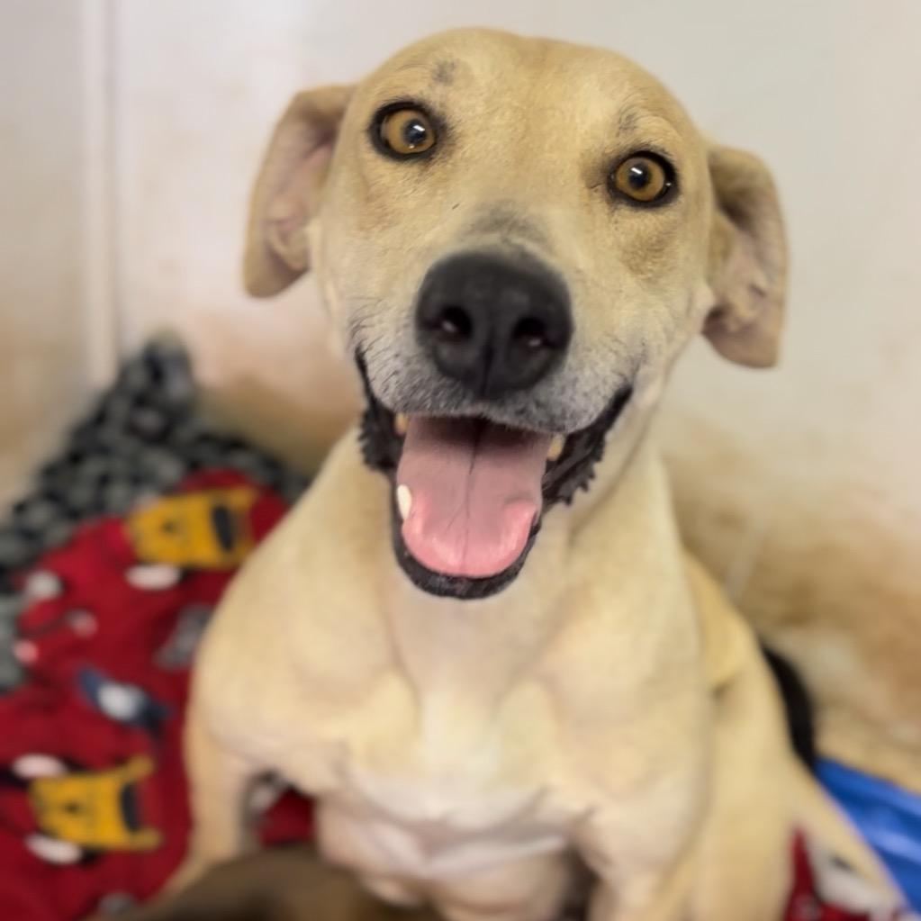 Dilly, Adoptable, Adult Female Labrador Retriever & Black Mouth Cur.