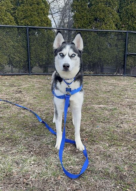 Enlarge RAYA, a Adoptable Siberian Husky in Boston, MA image 1/1