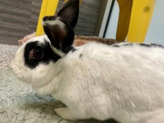 Ruby, Adoptable, Young Female English Spot.