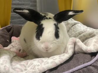 Enlarge Ruby, a Adoptable English Spot in Boulder, CO image 2/2