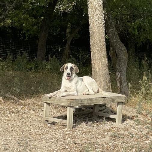 Enlarge Honey Bunch, a Adoptable Anatolian Shepherd in Whitewright, TX image 1/3