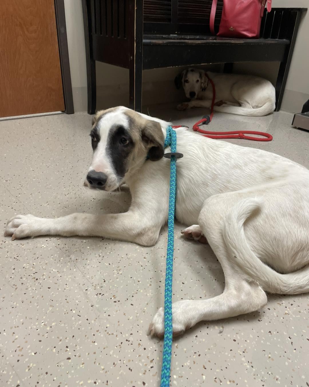 Honey Bunch, Adoptable, Young Female Anatolian Shepherd.