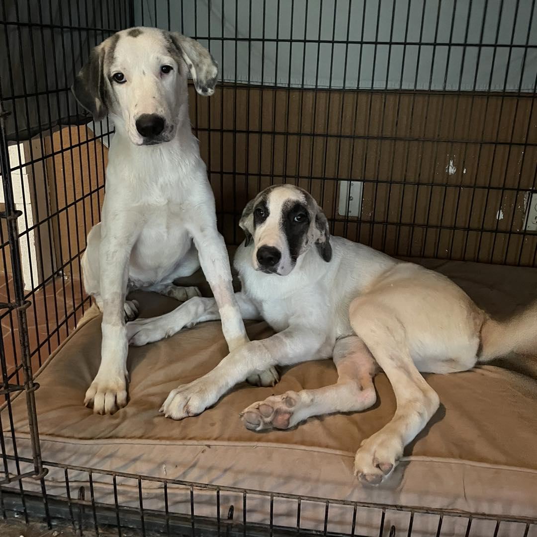 Enlarge Honey Bunch, a Adoptable Anatolian Shepherd in Whitewright, TX image 2/2