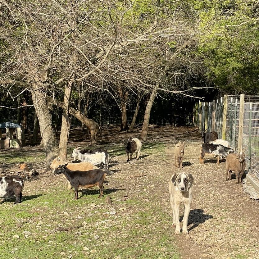 Enlarge Honey Bunch, a Adoptable Anatolian Shepherd in Whitewright, TX image 2/3