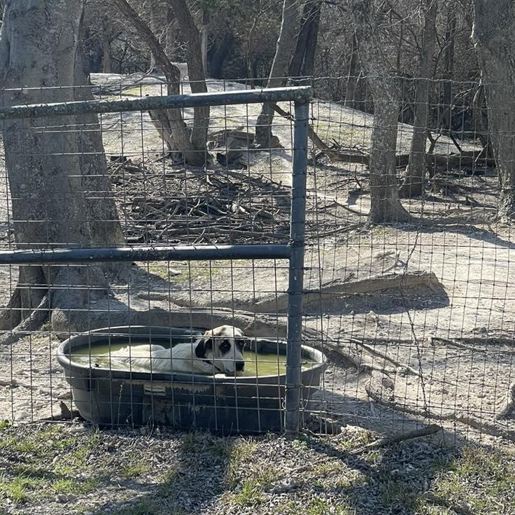 Enlarge Honey Bunch, a Adoptable Anatolian Shepherd in Whitewright, TX image 3/3