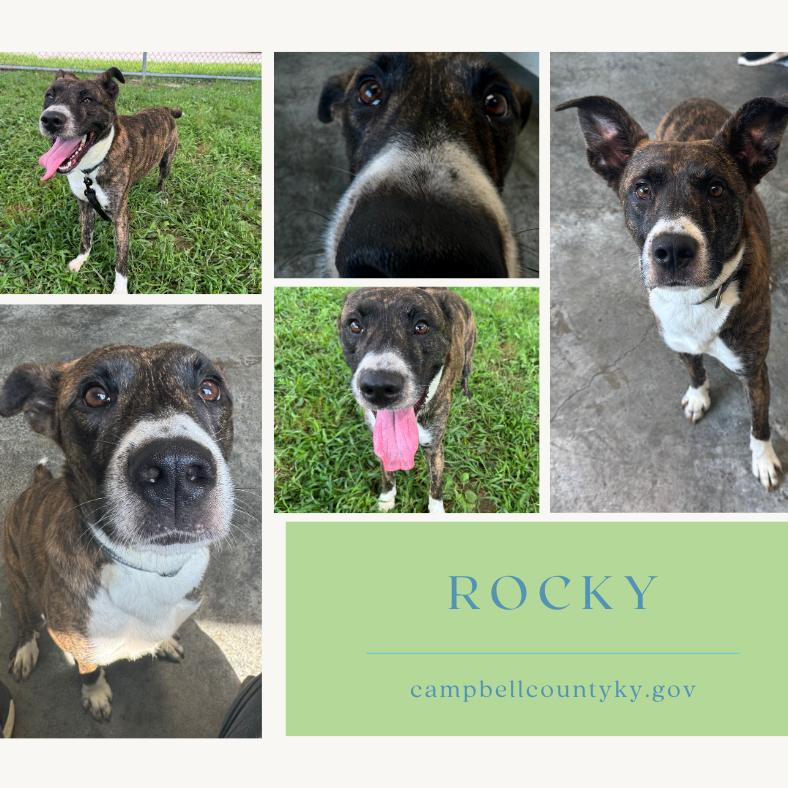 Rocky, Adoptable, Adult Male Mountain Cur & Mixed Breed.