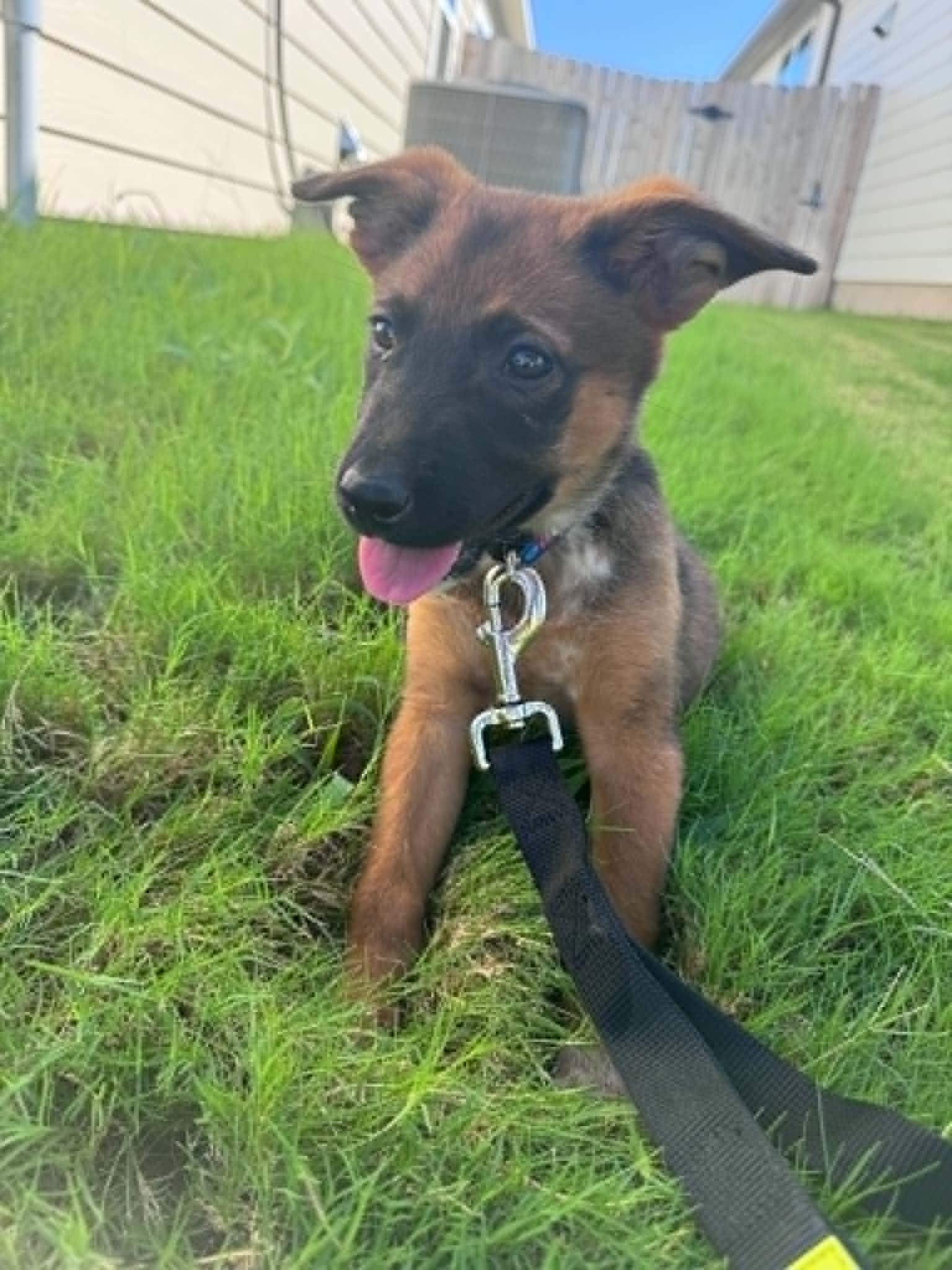 Tot, a ADOPTABLE mixed breed in Temple, TX image 1/6