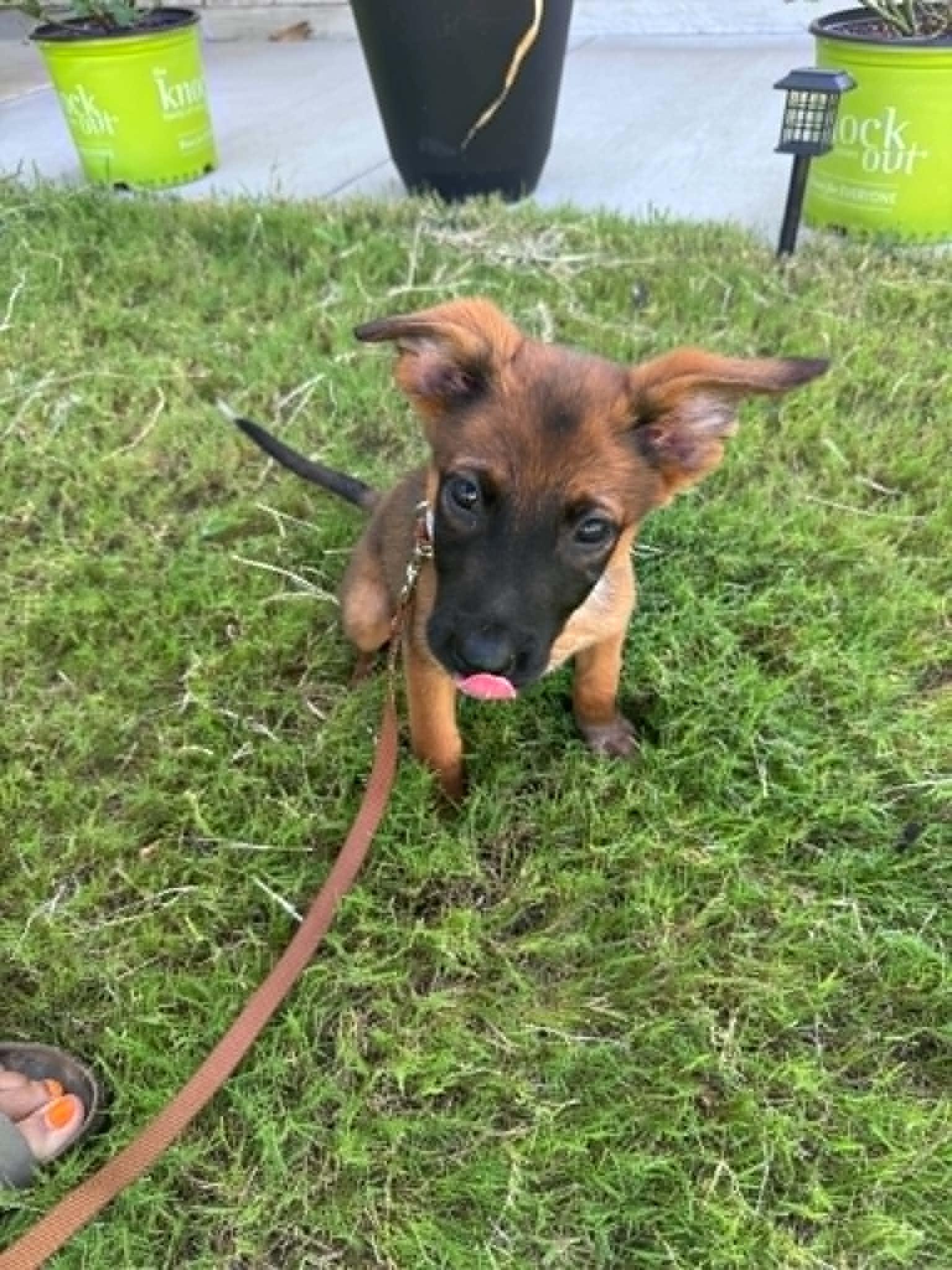Tot, a ADOPTABLE mixed breed in Temple, TX image 4/6