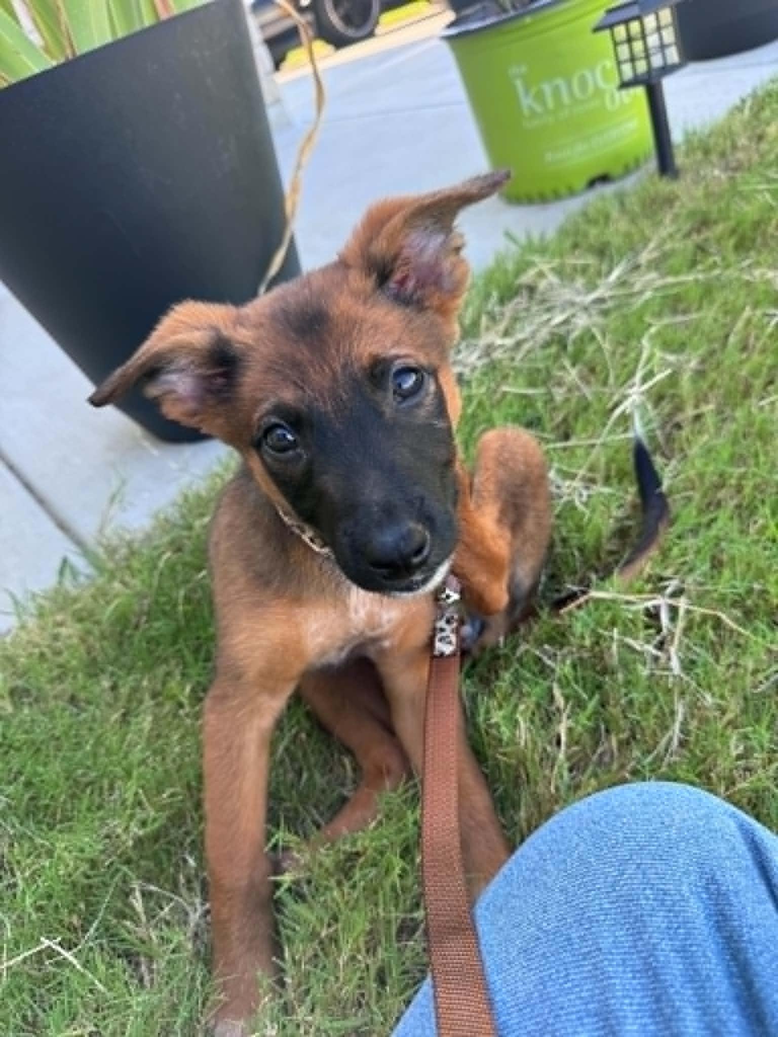 Tot, a ADOPTABLE mixed breed in Temple, TX image 5/6