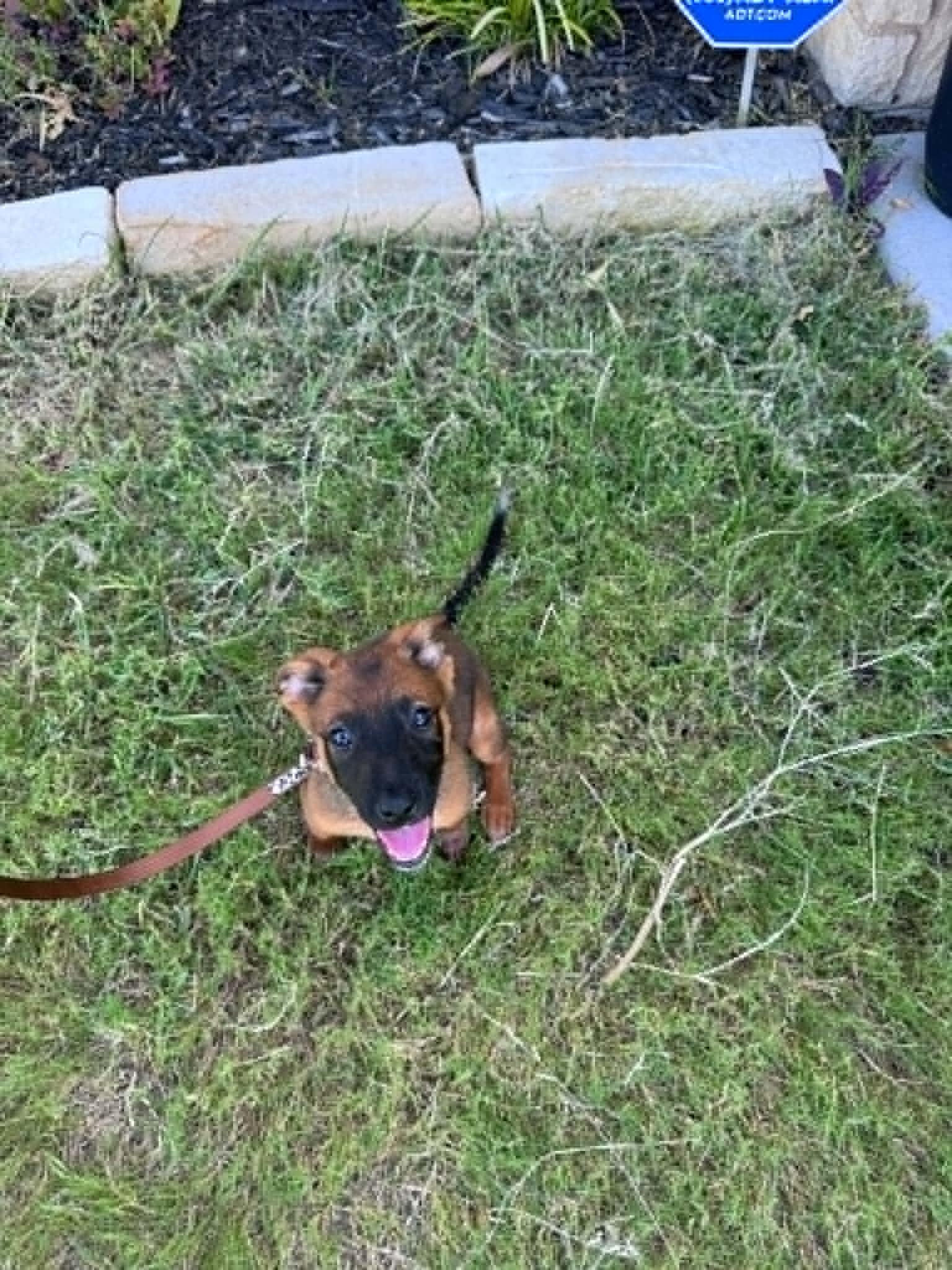 Tot, a ADOPTABLE mixed breed in Temple, TX image 3/6