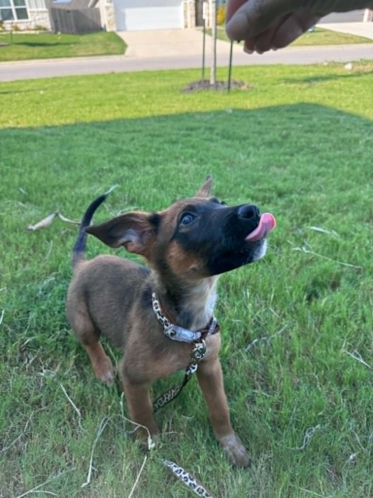 Tot, a ADOPTABLE mixed breed in Temple, TX image 2/6