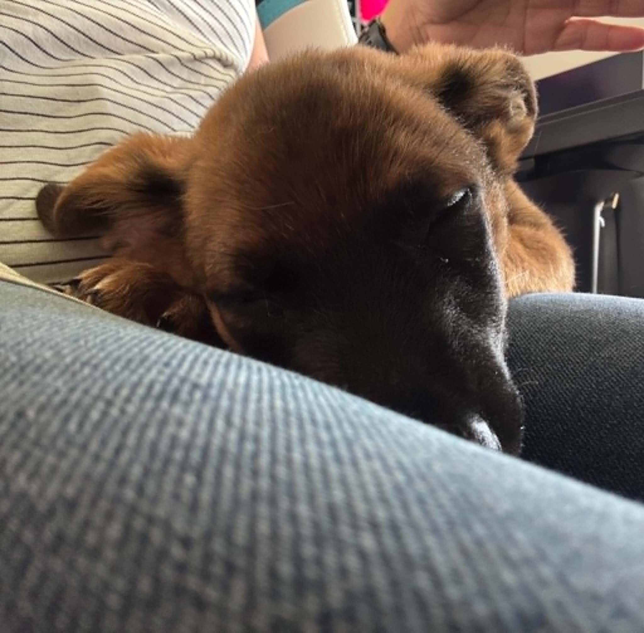 Tot, a ADOPTABLE mixed breed in Temple, TX image 6/6