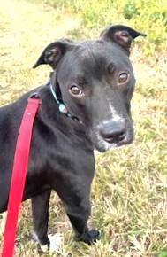 Witt, beautiful black, sweet little boy Perfect t Medium Sized!