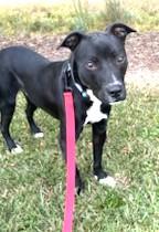 Witt, beautiful black, sweet little boy Perfect t Medium Sized!