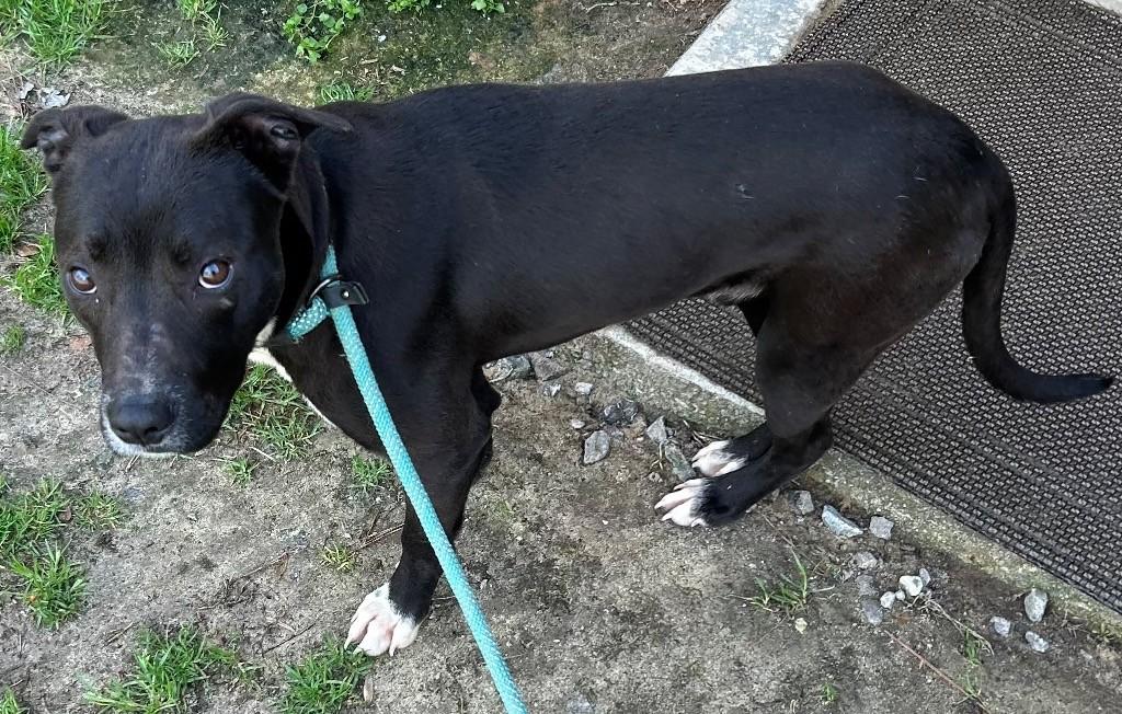 Witt, beautiful black, sweet little boy Perfect t Medium Sized!, a Adoptable mixed breed in Richmond, VA image 5/6