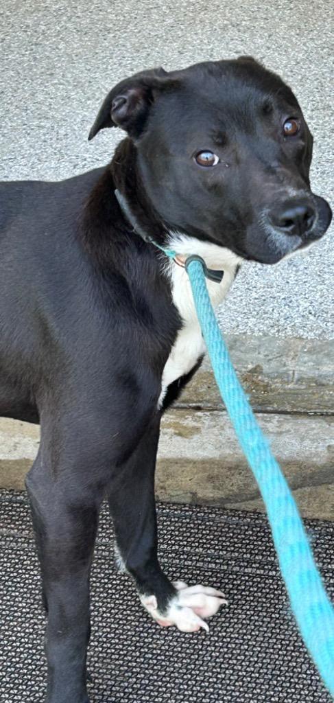 Witt, beautiful black, sweet little boy Perfect t Medium Sized!, a Adoptable mixed breed in Richmond, VA image 2/6