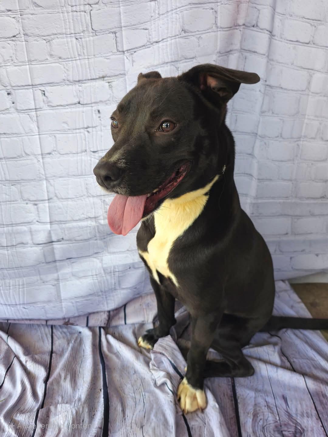 Witt, beautiful black, sweet little boy Perfect t Medium Sized!, a Adoptable mixed breed in Richmond, VA image 4/6