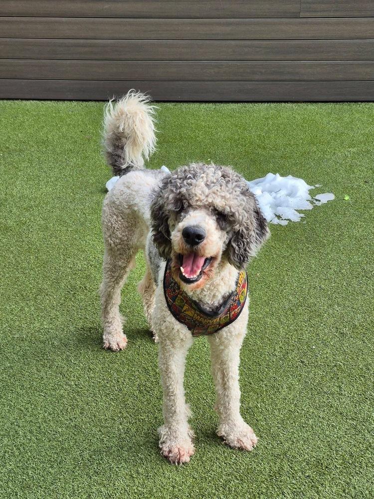 Finley, Adoptable, Young Male Poodle & Aussiedoodle.