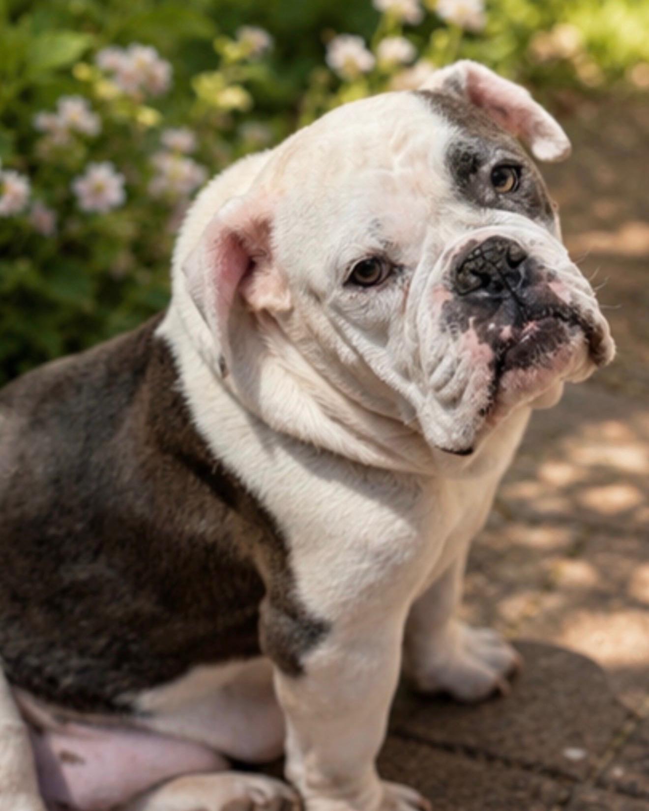 Enlarge Millie, an adoptable Bulldog in Riverside, CA image 6/6