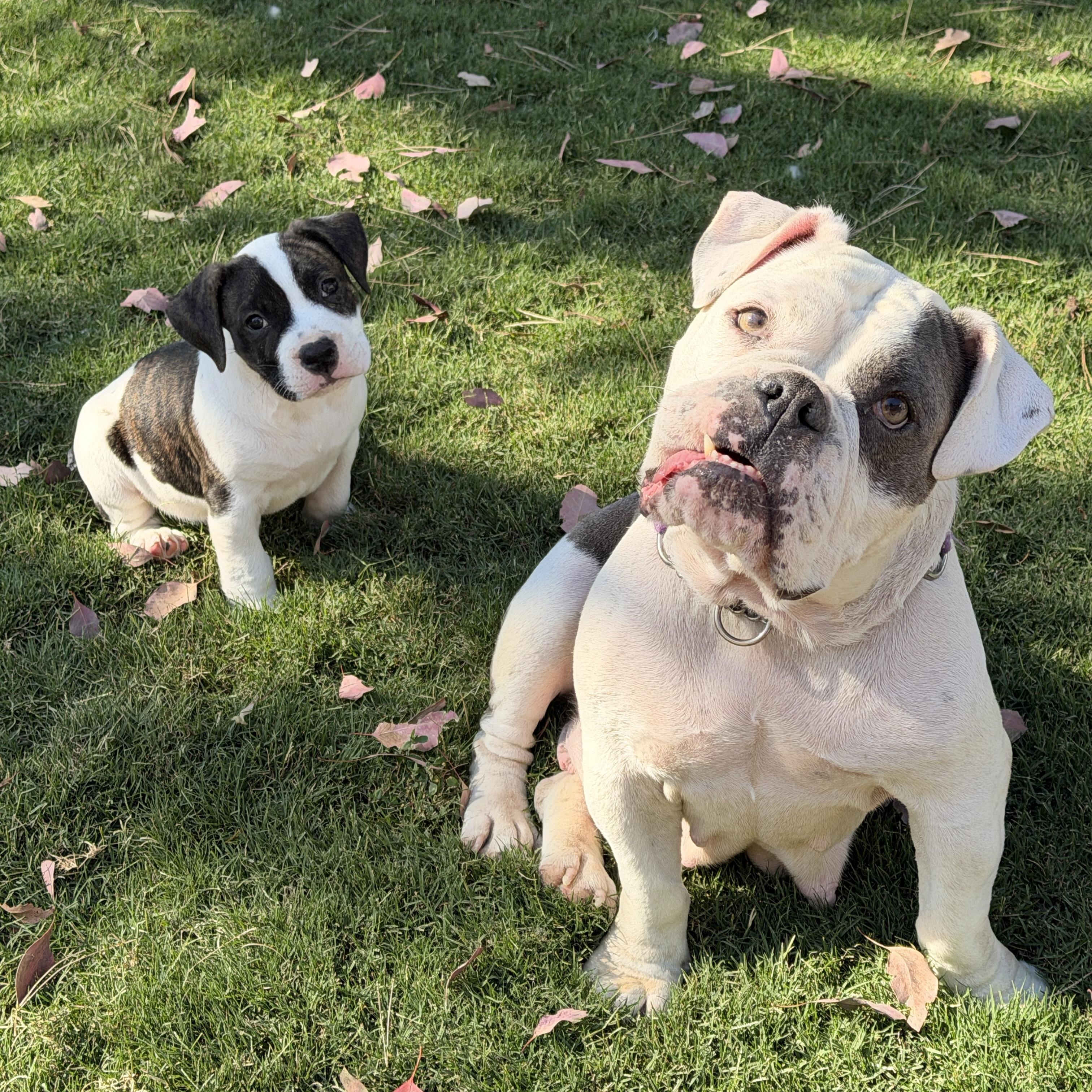 Enlarge Millie, an adoptable Bulldog in Riverside, CA image 4/6
