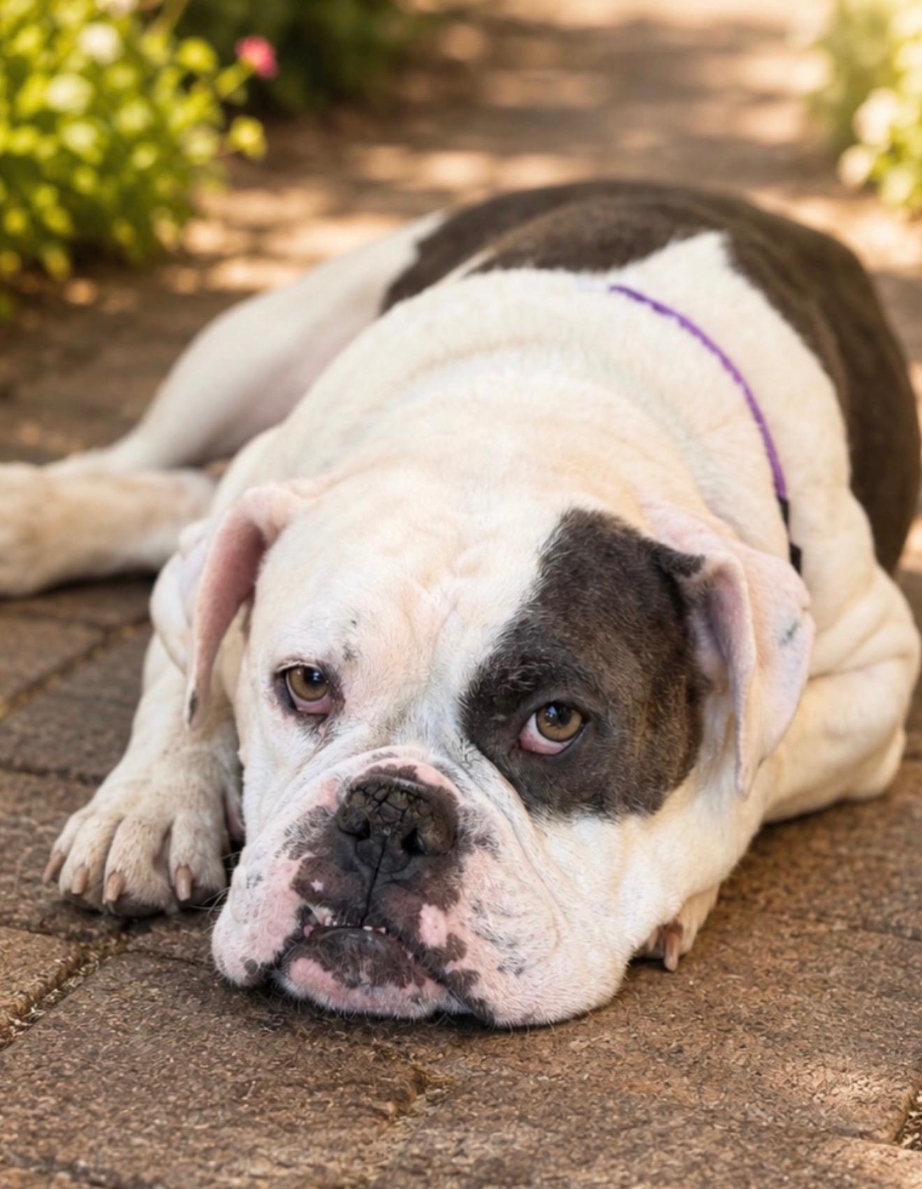 Enlarge Millie, an adoptable Bulldog in Riverside, CA image 2/6