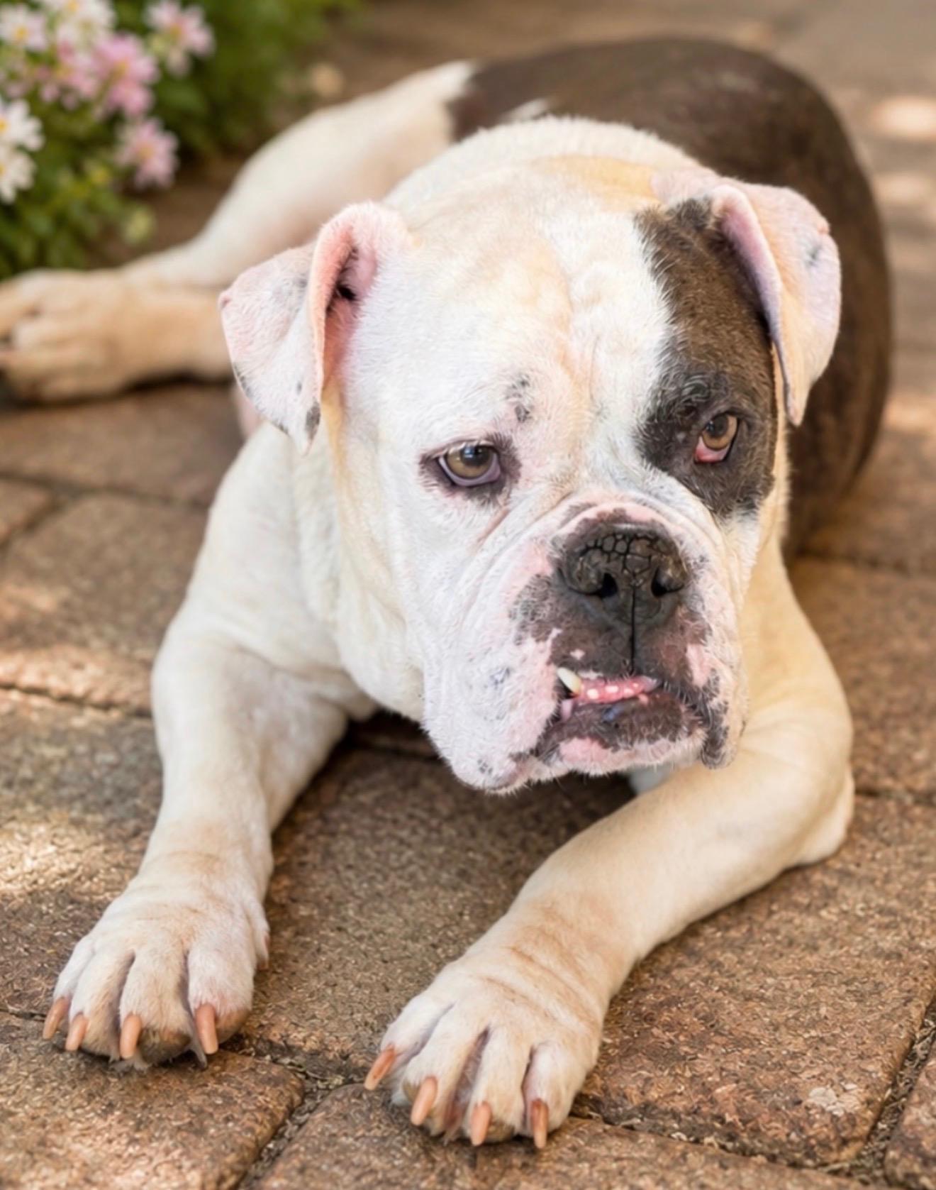 Enlarge Millie, an adoptable Bulldog in Riverside, CA image 3/6