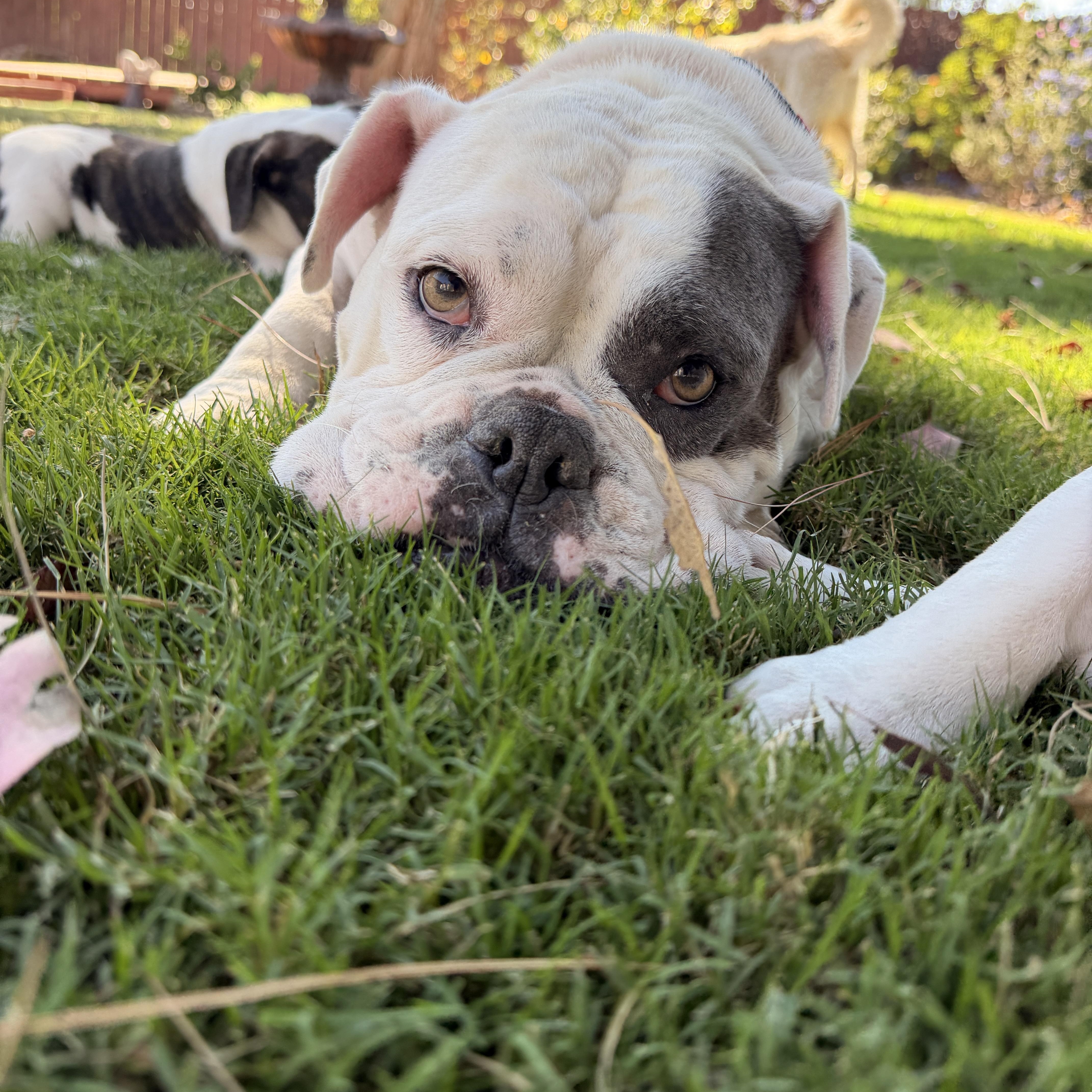 Enlarge Millie, an adoptable Bulldog in Riverside, CA image 5/6