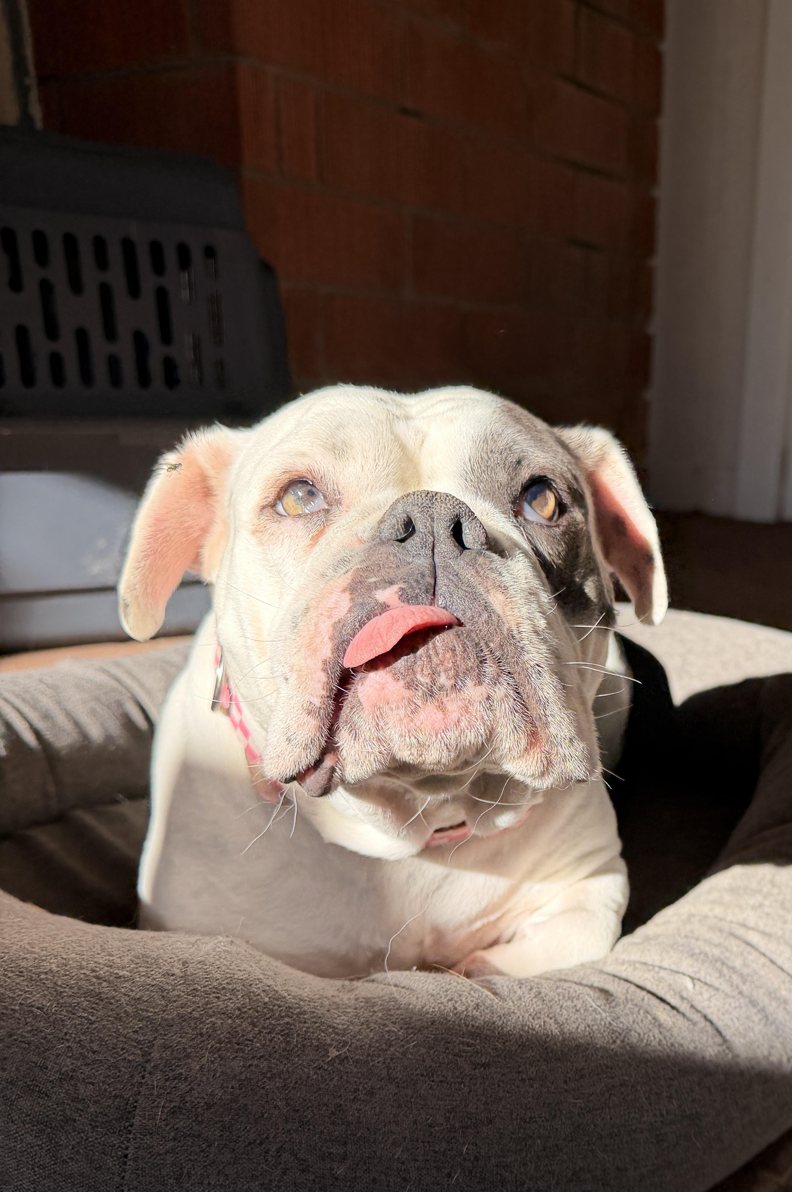 Millie, adoptable, Adult Female Bulldog.