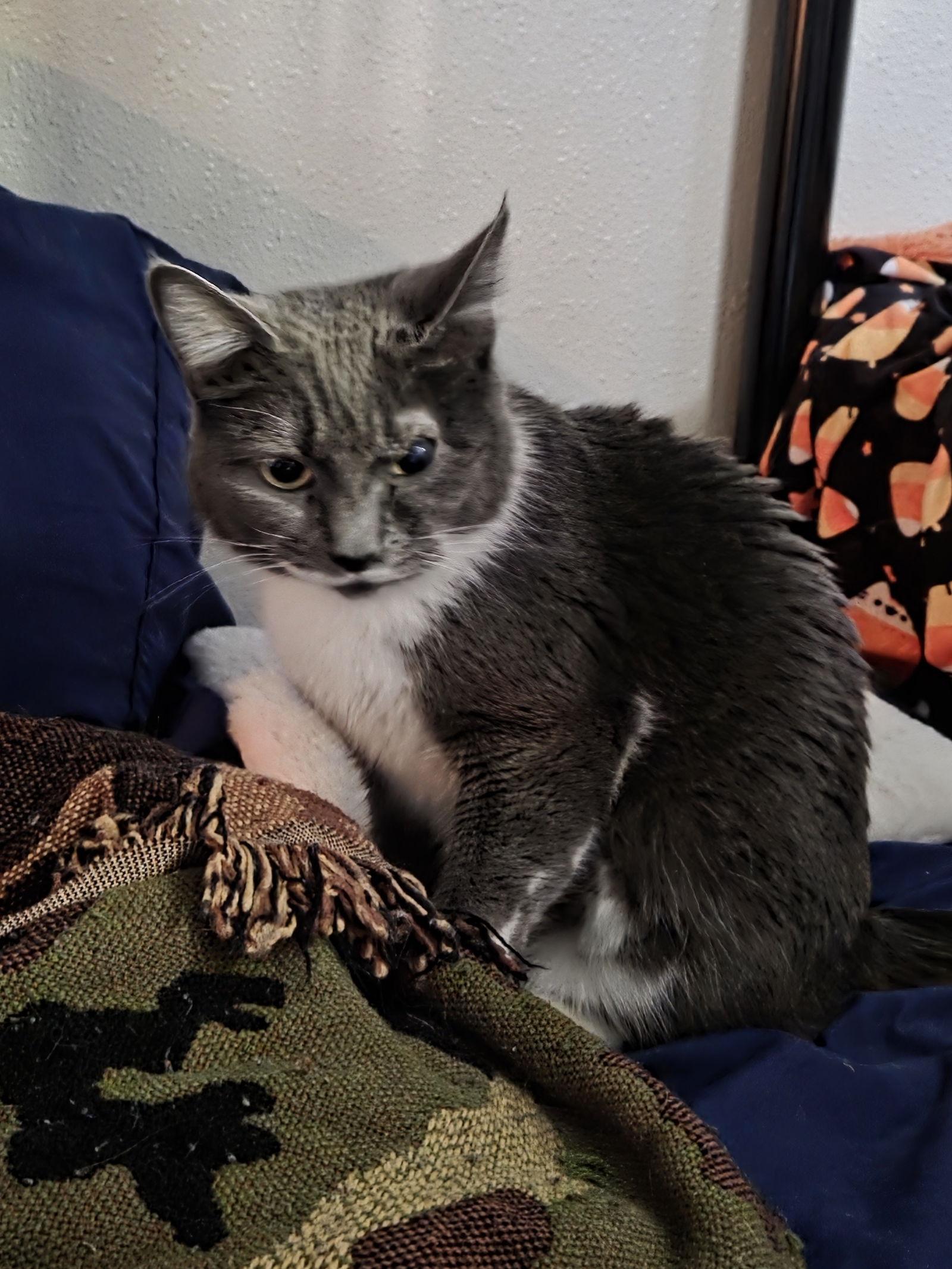 Cleo, a Adoptable Domestic Short Hair in Burlington, WA image 1/3