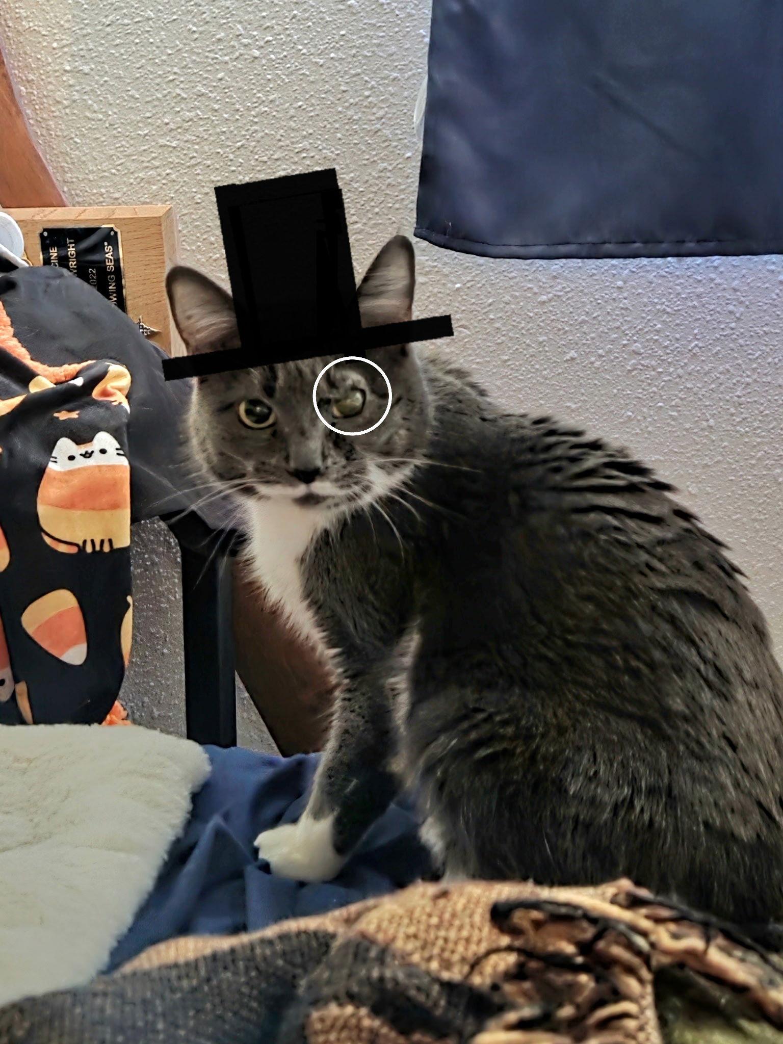 Cleo, a Adoptable Domestic Short Hair in Burlington, WA image 2/3