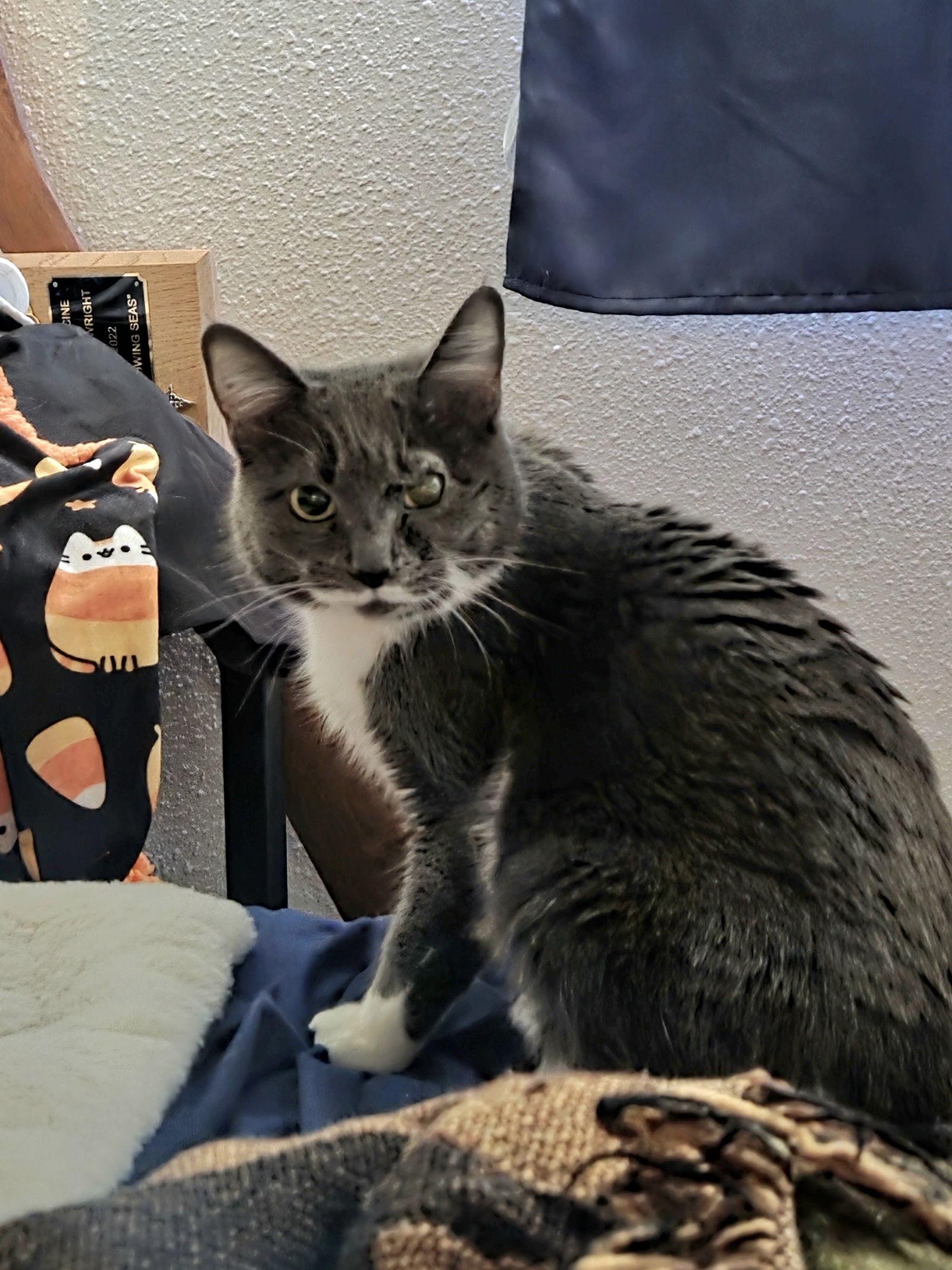 Cleo, a Adoptable Domestic Short Hair in Burlington, WA image 3/3