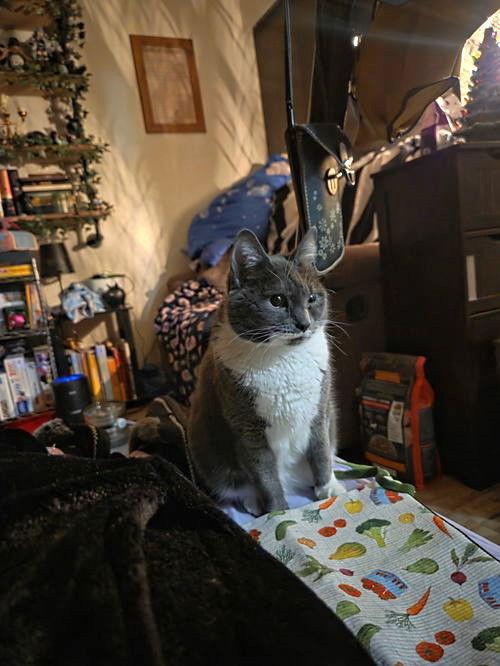 Cleo, a Adoptable Domestic Short Hair in Burlington, WA image 3/3