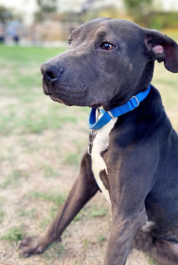 Enlarge Wind, a Adoptable mixed breed in Wichita, KS image 4/5