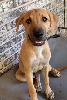 Finn, Adoptable, Young Male Labrador Retriever & Black Mouth Cur.