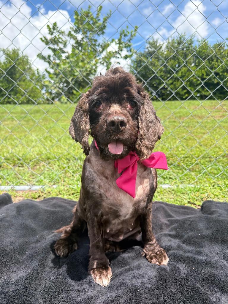 Whistler, Adoptable, Adult Female Cocker Spaniel.