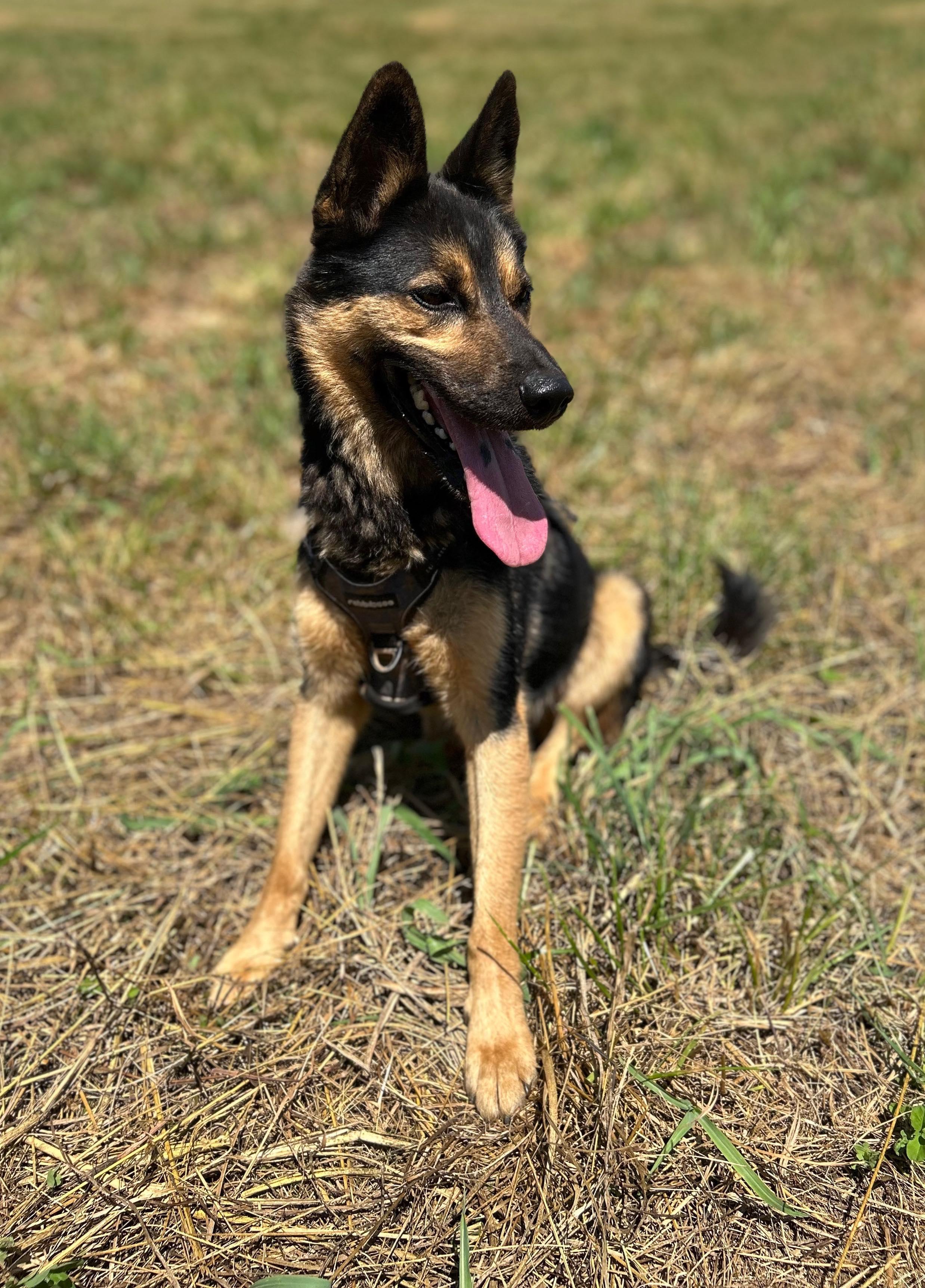 Bowie, Adoptable, Adult Male Husky & German Shepherd Dog.