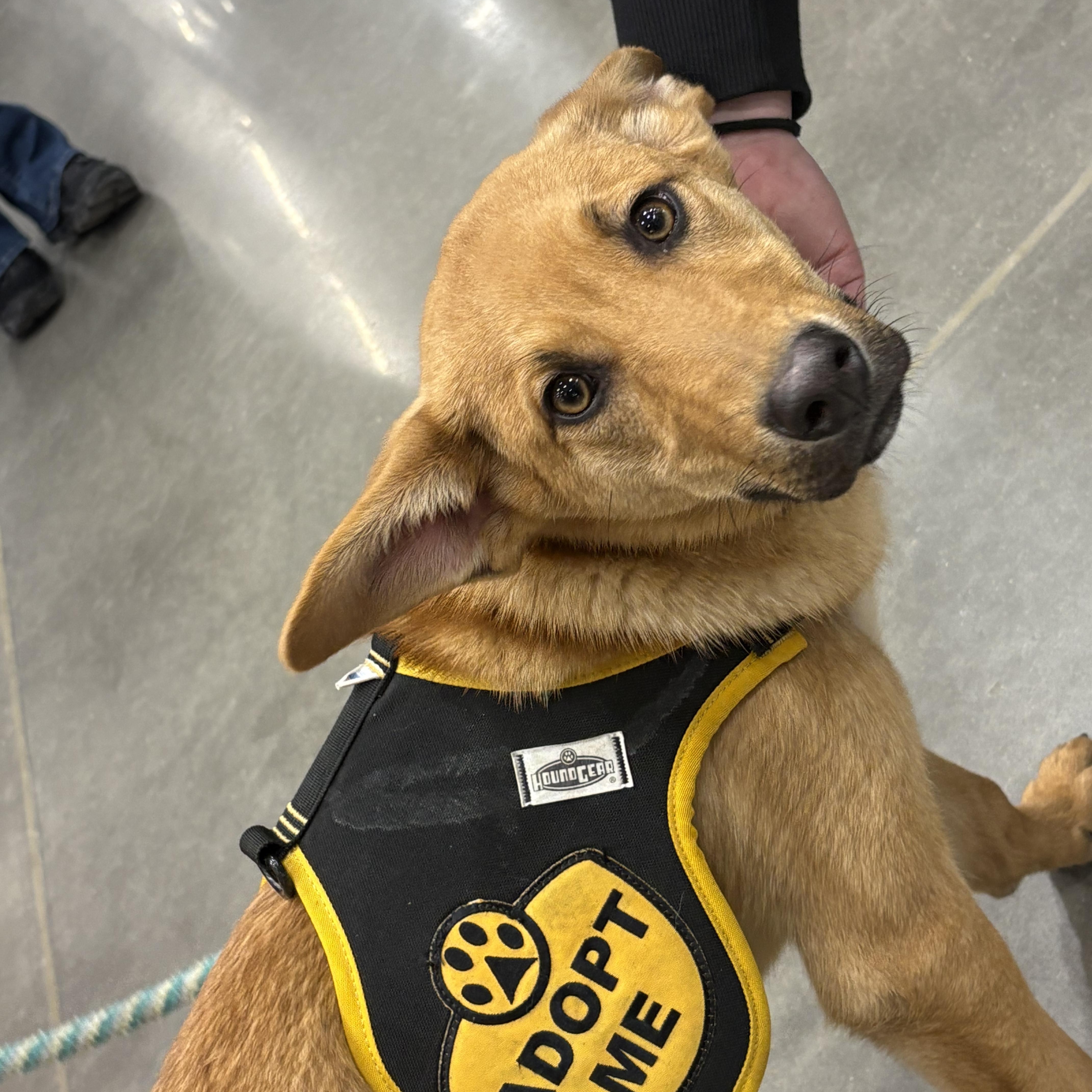 Enlarge Gus, an adoptable mixed breed in Colcord, OK image 1/6