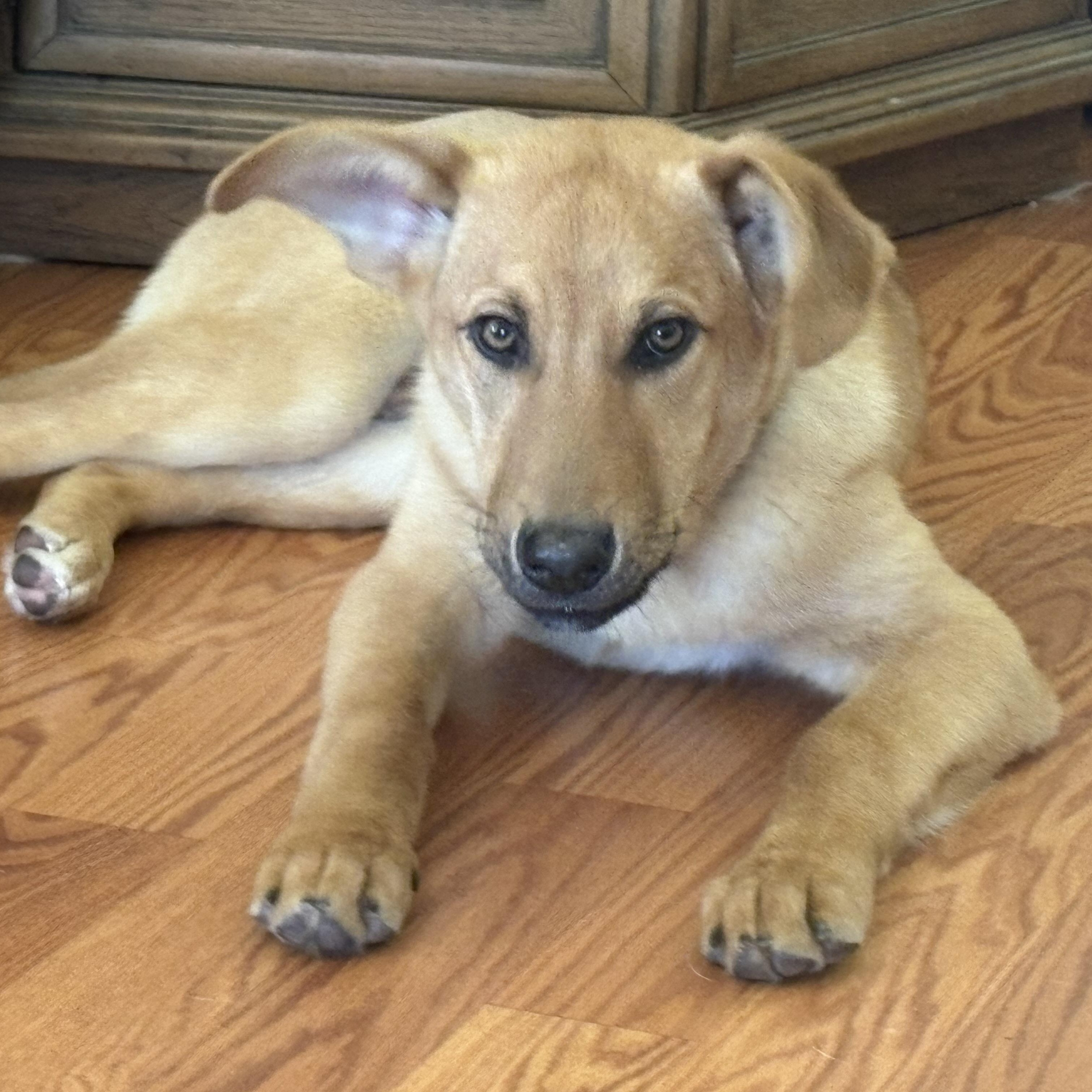 Enlarge Gus, an adoptable mixed breed in Colcord, OK image 3/6