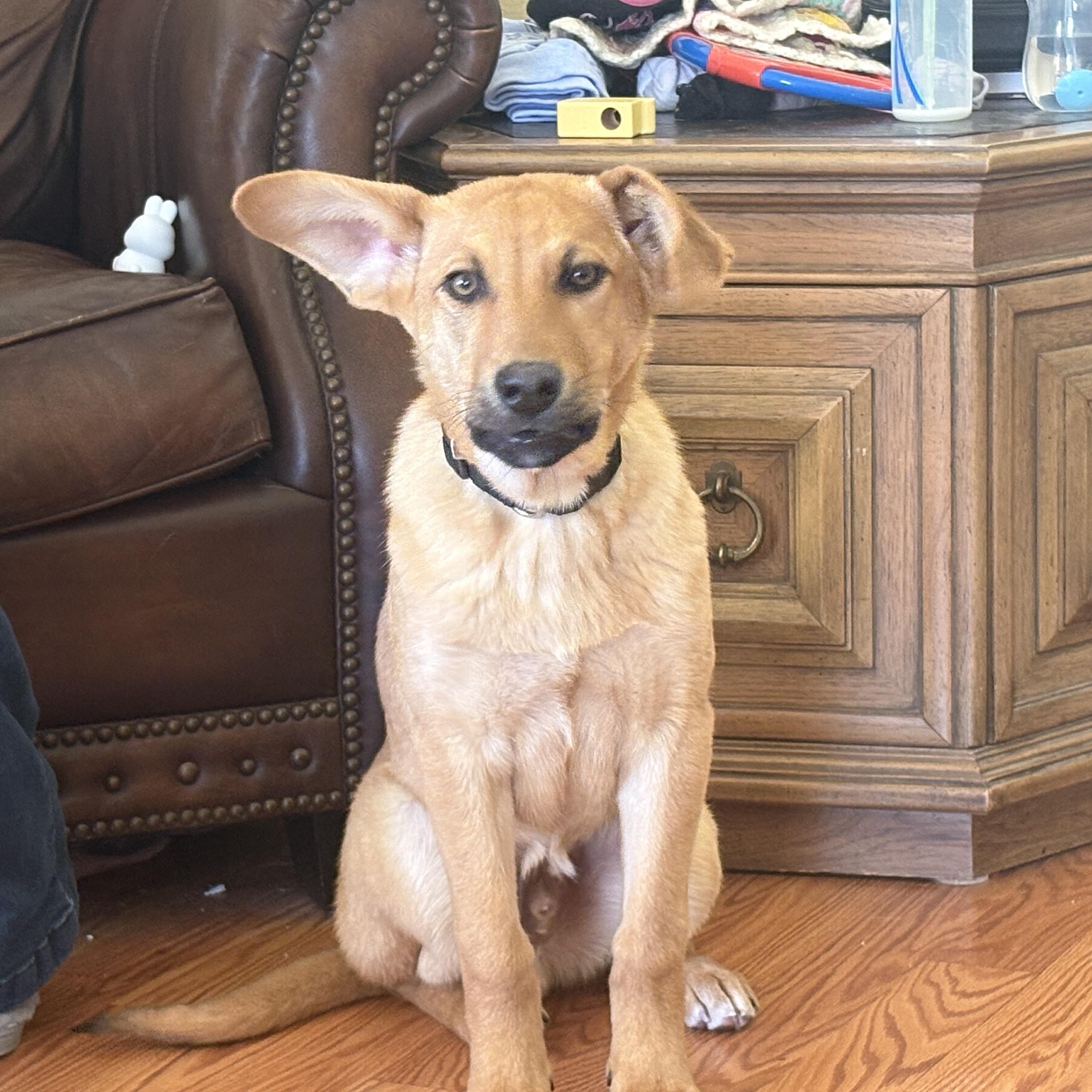 Enlarge Gus, an adoptable mixed breed in Colcord, OK image 2/6