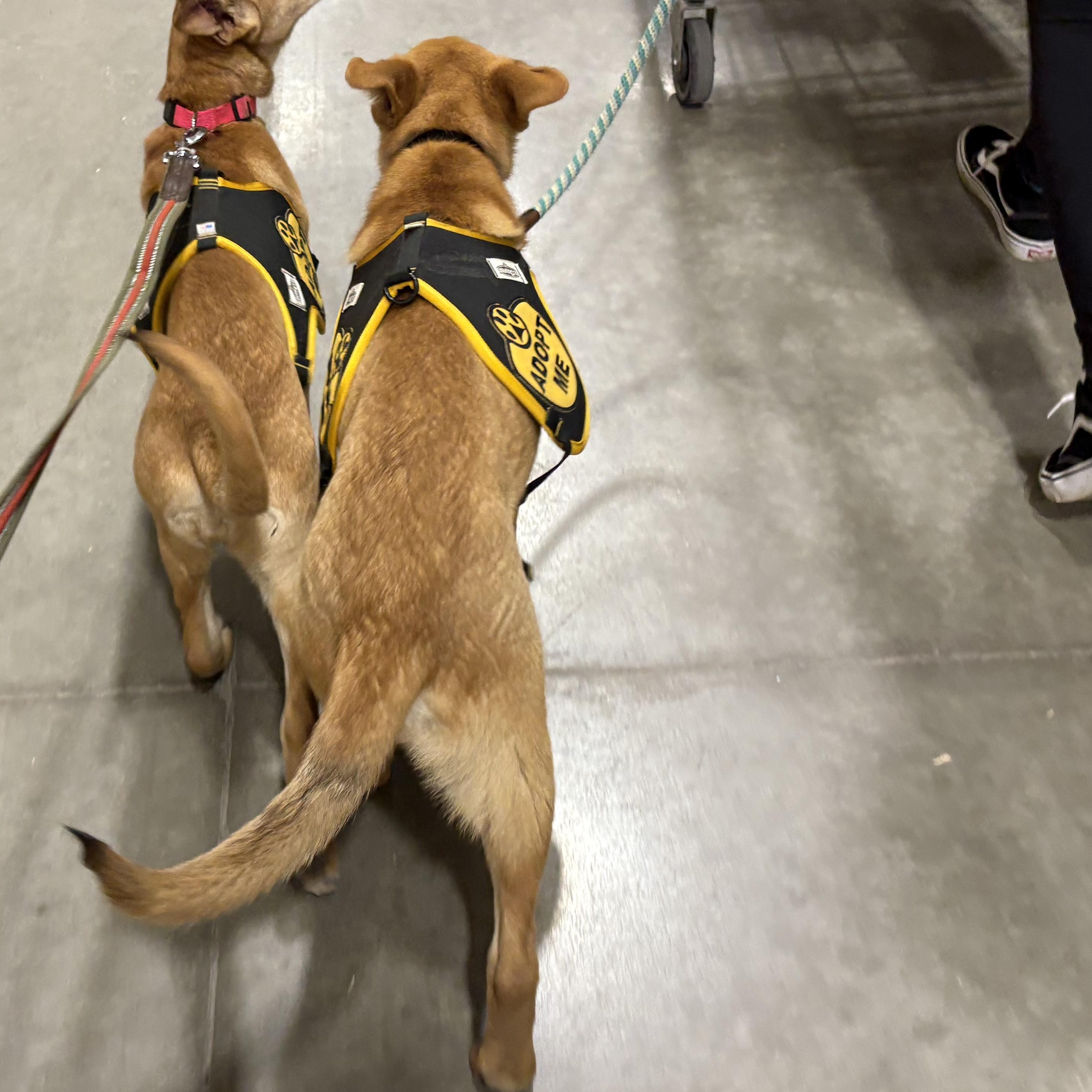Enlarge Gus, an adoptable mixed breed in Colcord, OK image 6/6