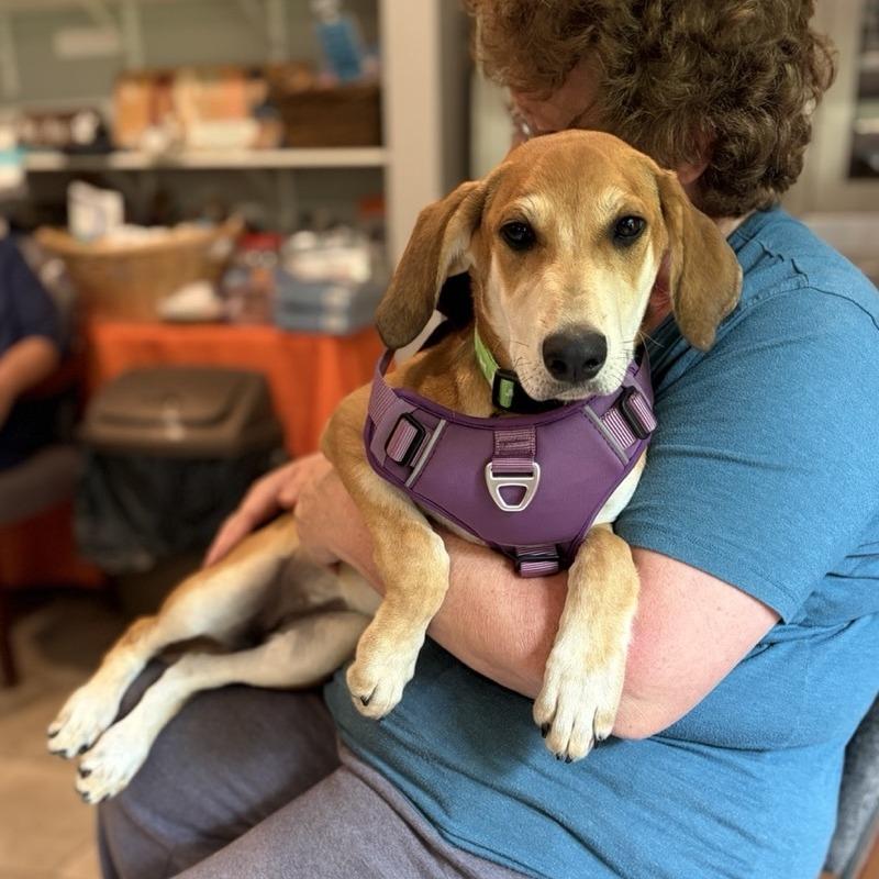 Elke, Adoptable, Puppy Female Redbone Coonhound & German Shepherd Dog.